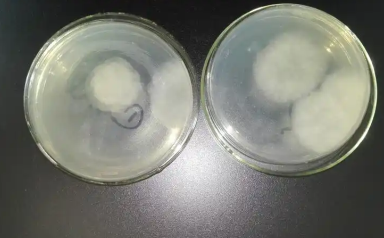 气样霉菌菌种检测鉴定
